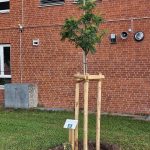 EBG Wedel in Erinnerung an Torres Tung Le Baum - Schild mit Baum